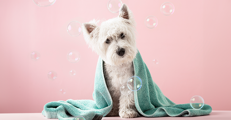 Отбеливающий шампунь для собак с белой шерстью: как работает