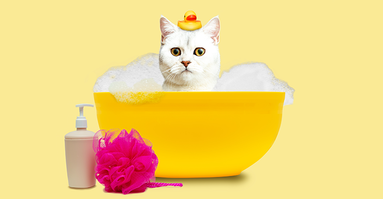 Можно ли мыть кошку человеческим шампунем: что будет